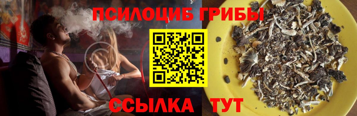 Галлюциногенные грибы Psilocybe Дальнереченск